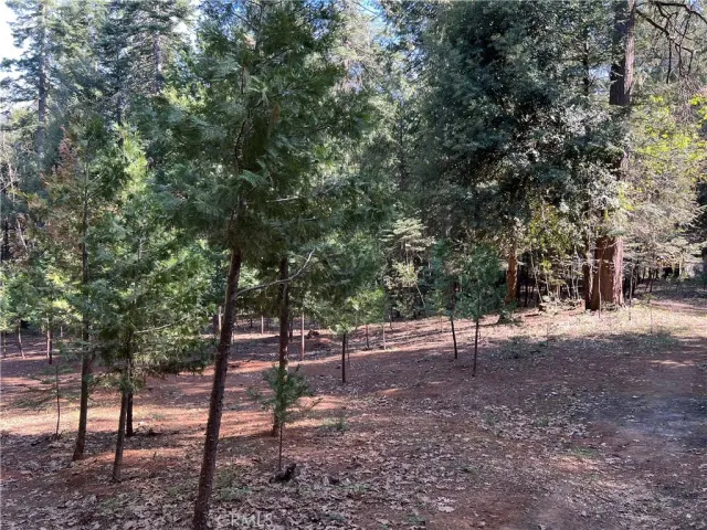 a view of a forest with trees