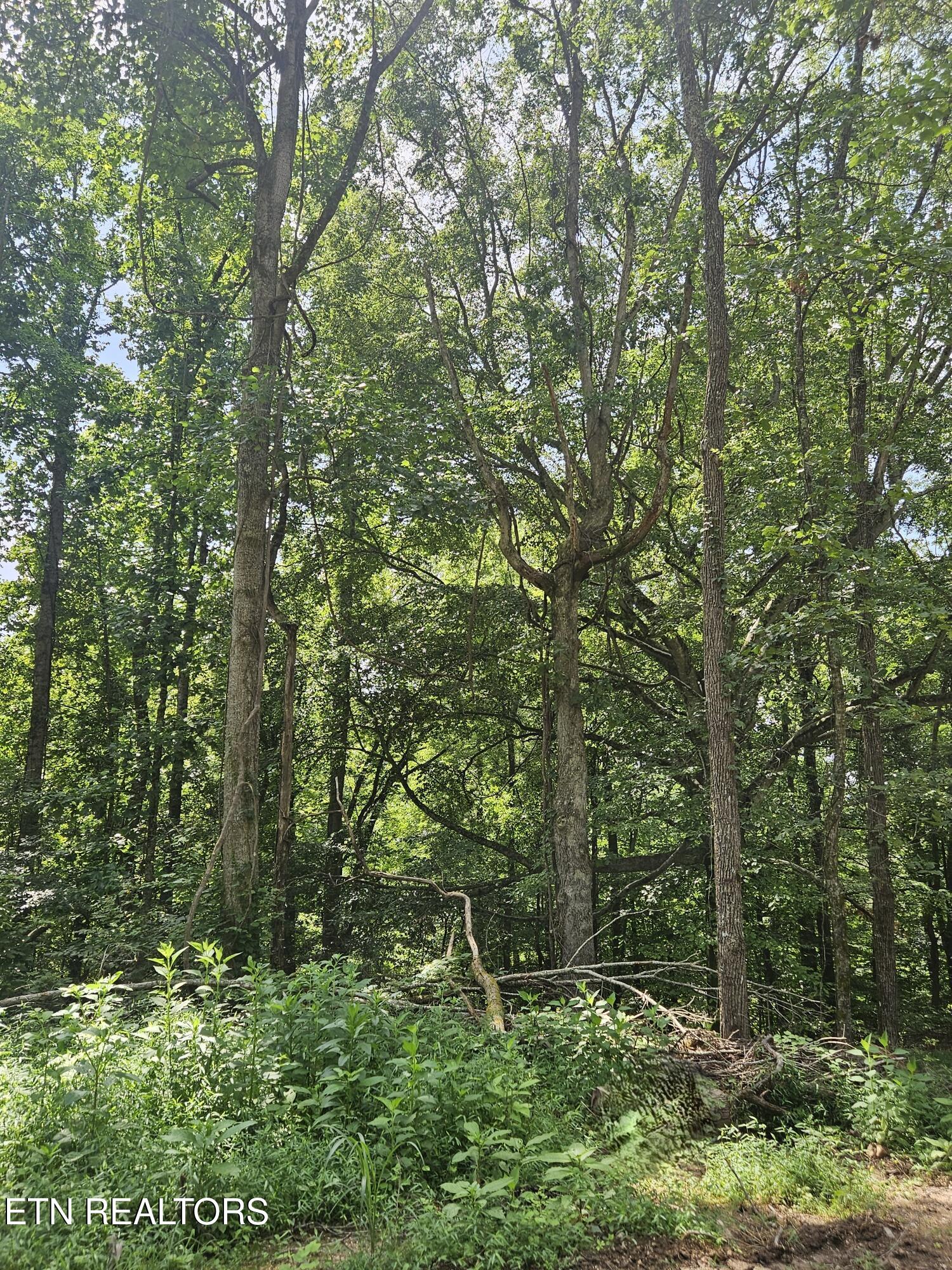 Hickory Valley Road Road Maynardville, TN 37807 - Photo 14 of 29 20250721_113015