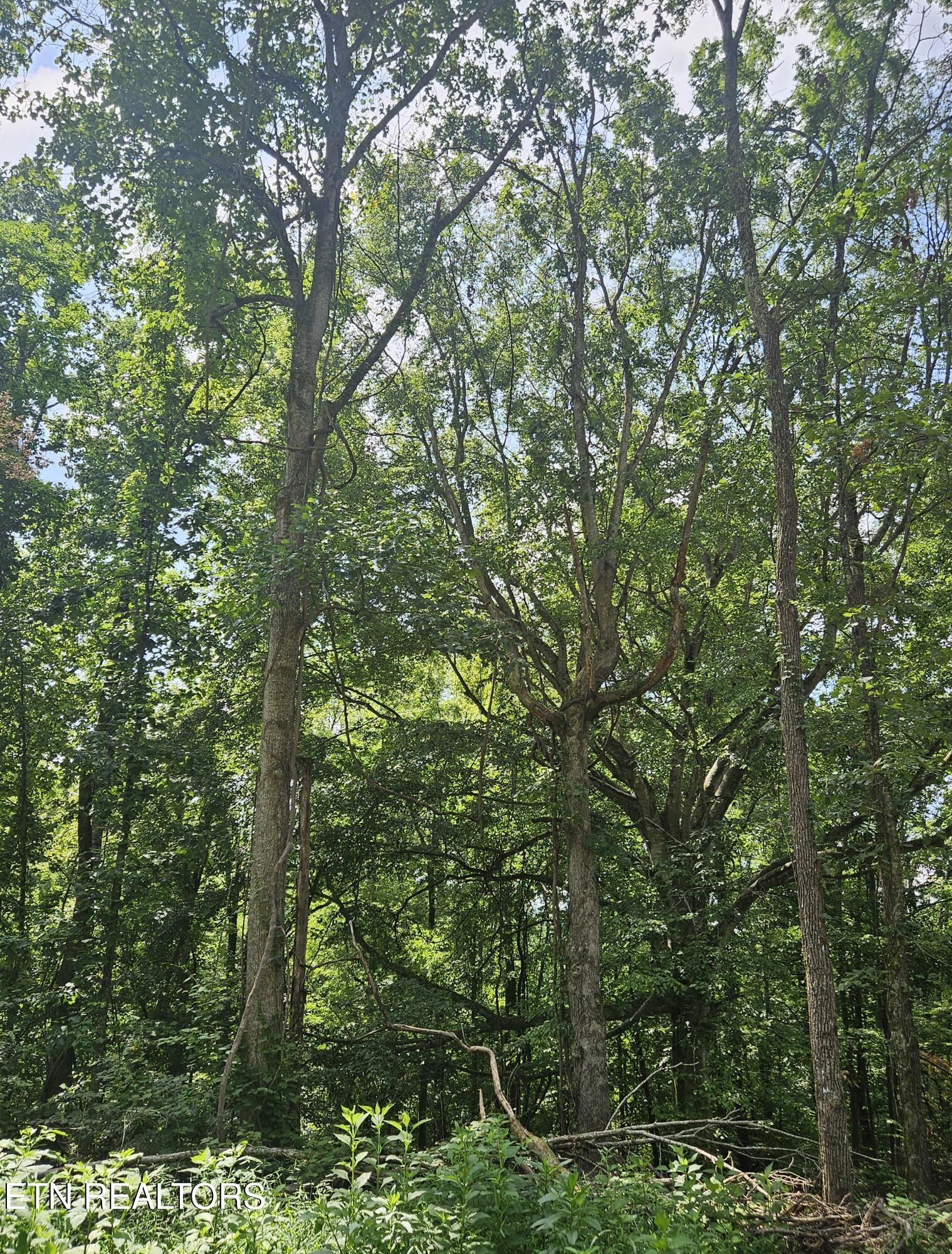 Hickory Valley Road Road Maynardville, TN 37807 - Photo 16 of 29 20250721_113033