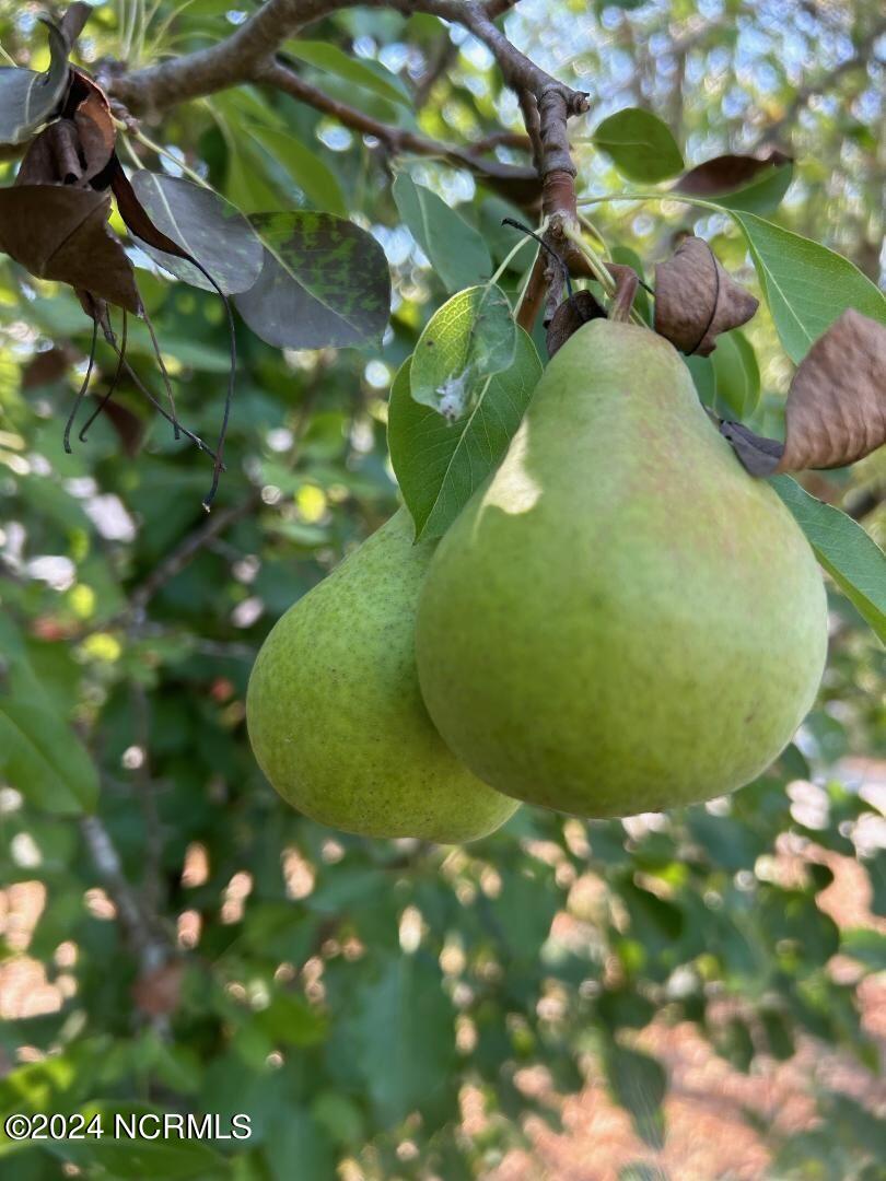 2547 Doc Loftin Road Ayden, NC 28513 - Photo 59 of 65 Doc fruit