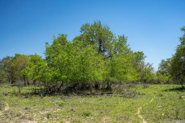 a view of a field of grass and trees