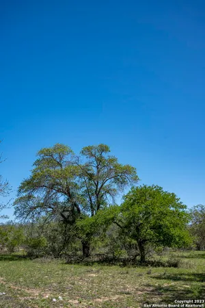 a view of a tree