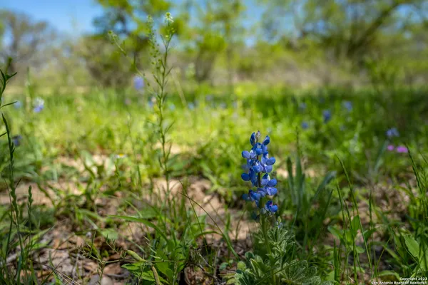 a view of a flower in a garden