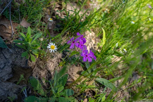 a view of a flower