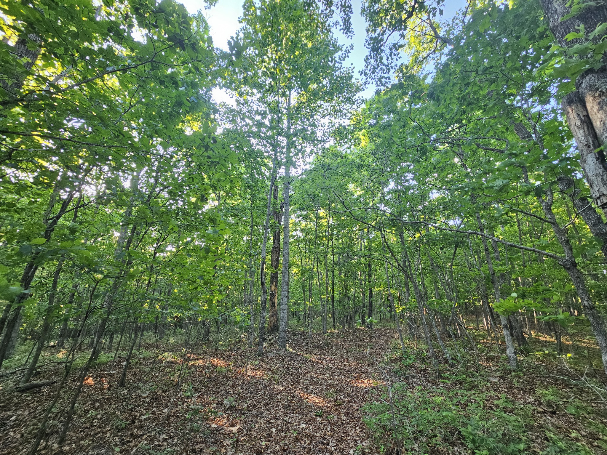 10 Griswold Road Altamont, TN 37301 - Photo 26 of 35 a view of a forest with trees in the background