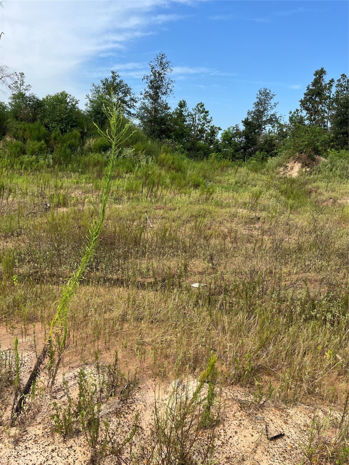 470 5914 29 Splendora, TX 77372 - Photo 6 of 10 a view of a yard