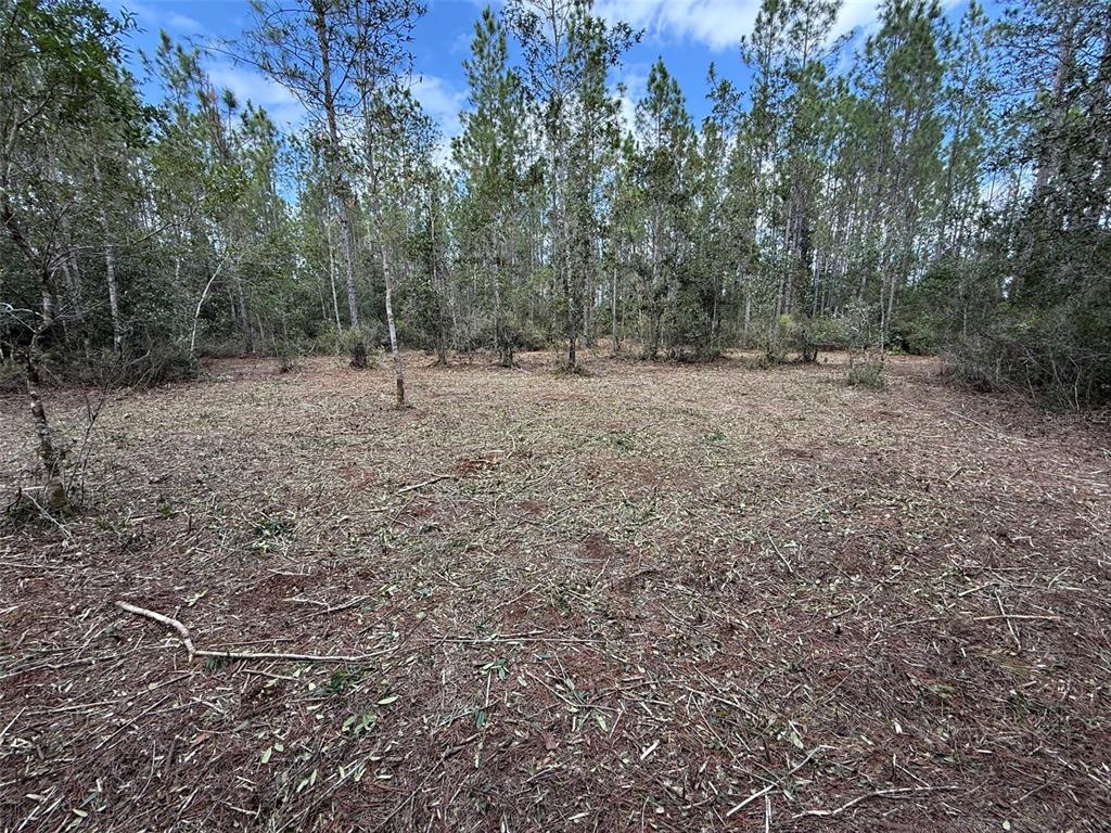 859 Wild Cur Road Pierson, FL 32180 - Photo 6 of 19 a view of a outdoor space with trees