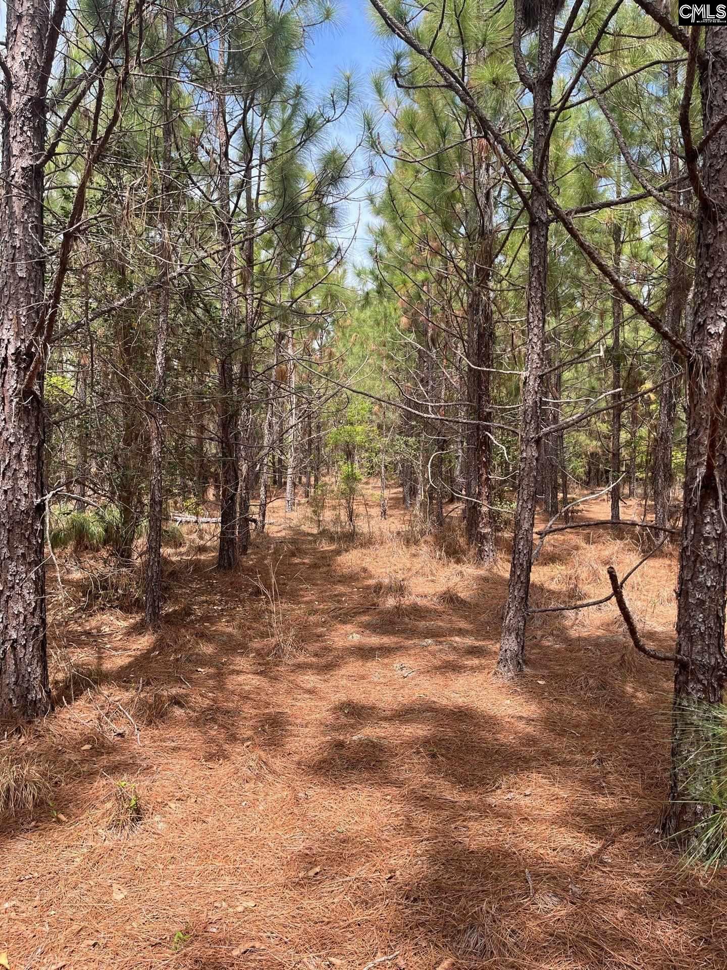 3 Beaver Dam Road Cassatt, SC 29032 - Photo 4 of 11