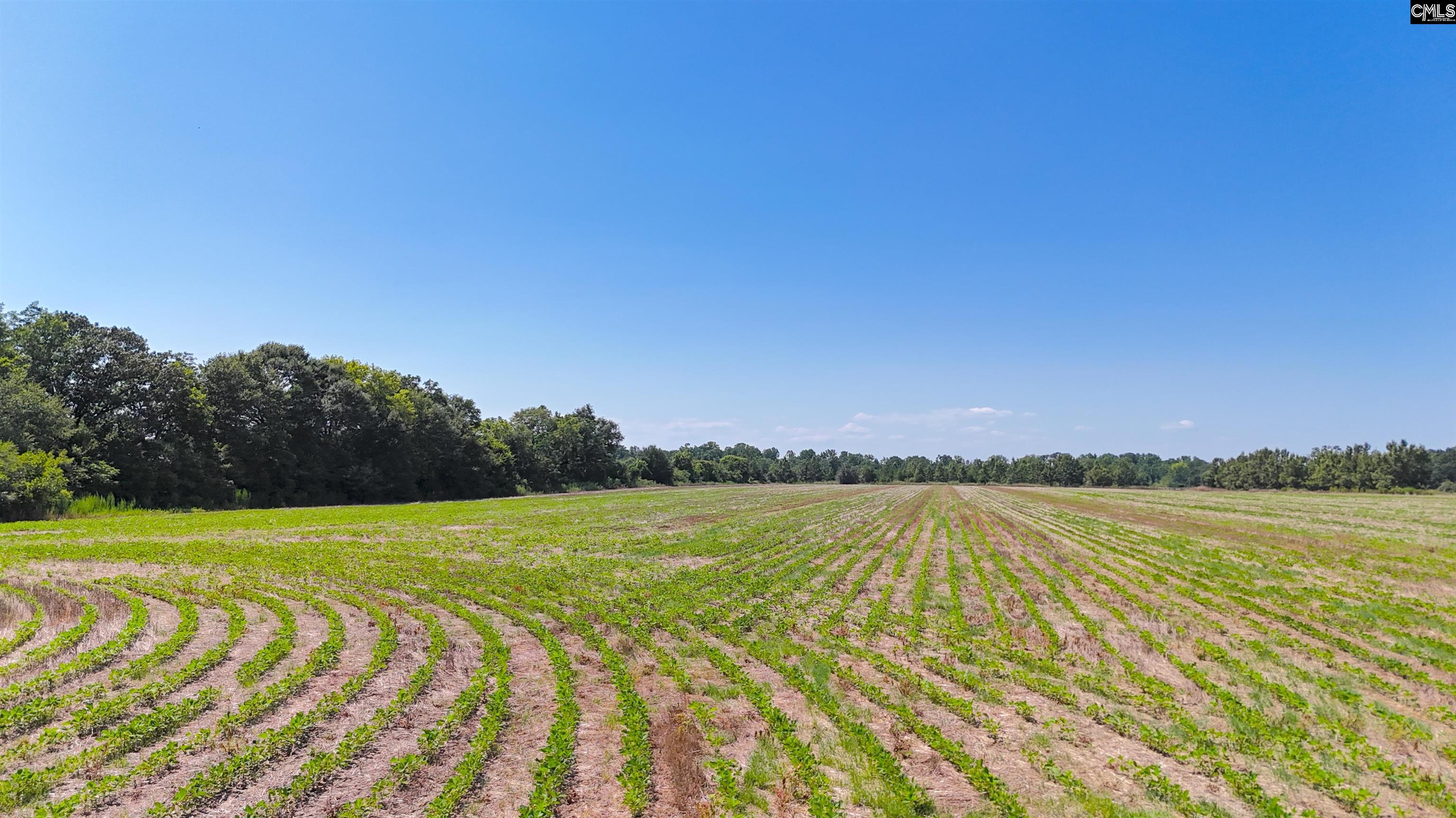 0 Joes Trail Road Monetta, SC 29105 - Photo 4 of 11