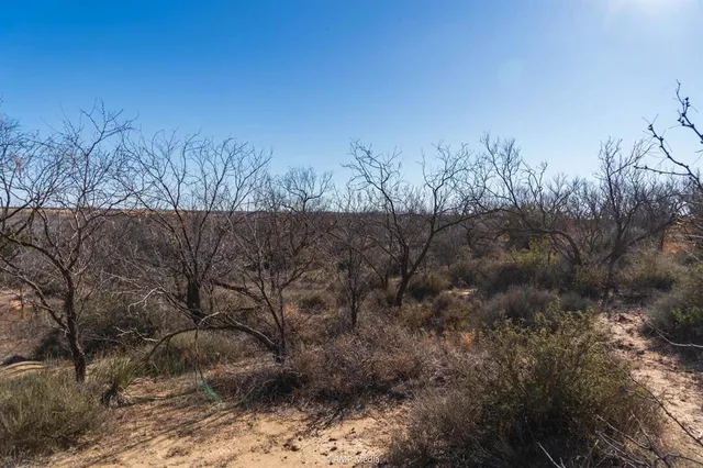 a view of a dry yard with trees