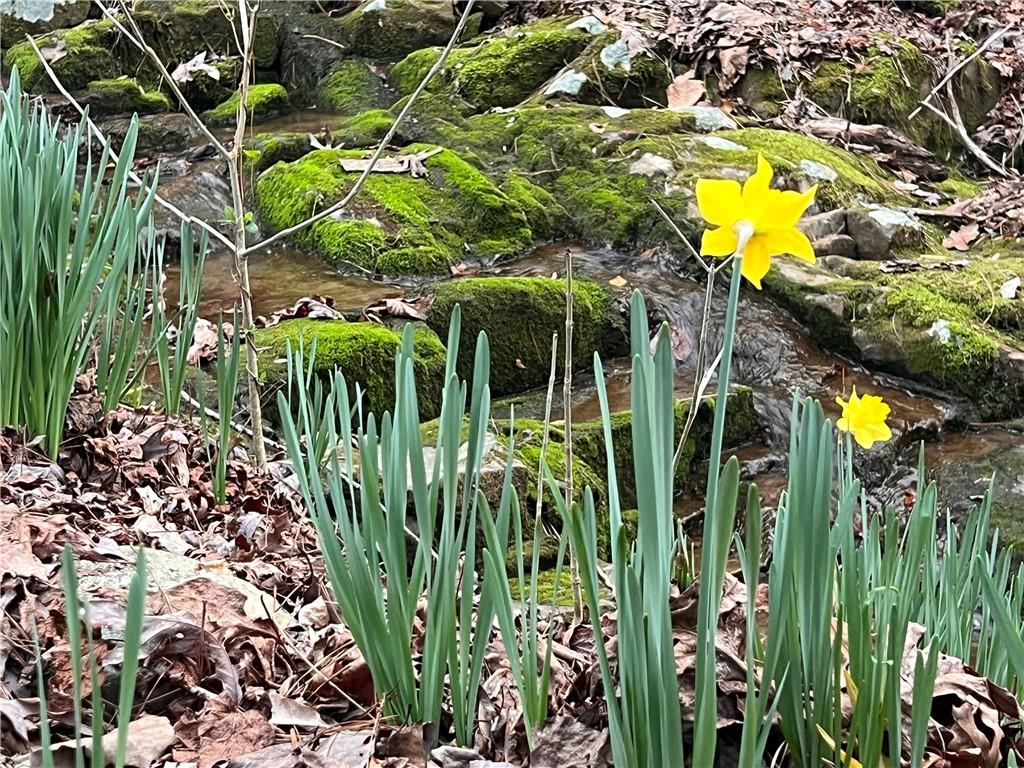 119 Soaring Hawk Circle Big Canoe, GA 30143 - Photo 49 of 50 a view of a plant in a garden