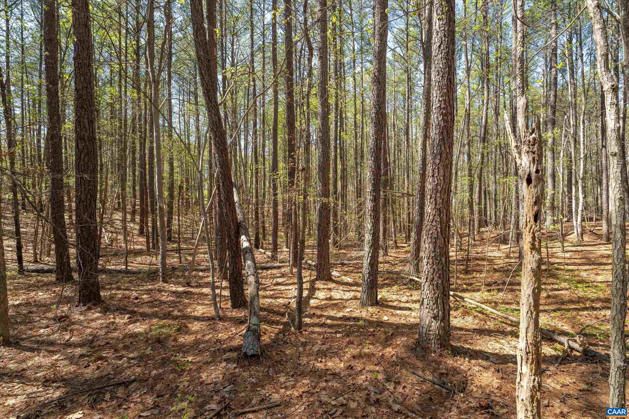 Lot 27 Martin Kings Road, Unit 7600 Charlottesville, VA 22902 - Photo 19 of 45