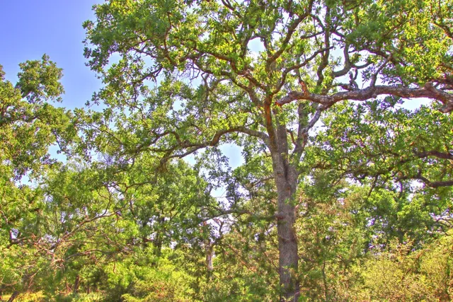 $904,358 | Lot 5 Lot, Willow City, TX 78675