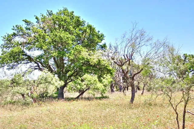 $904,358 | Lot 5 Lot, Willow City, TX 78675