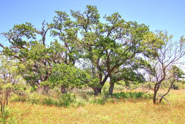 $904,358 | Lot 5 Lot, Willow City, TX 78675