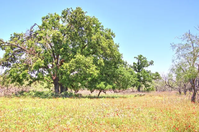 $904,358 | Lot 5 Lot, Willow City, TX 78675