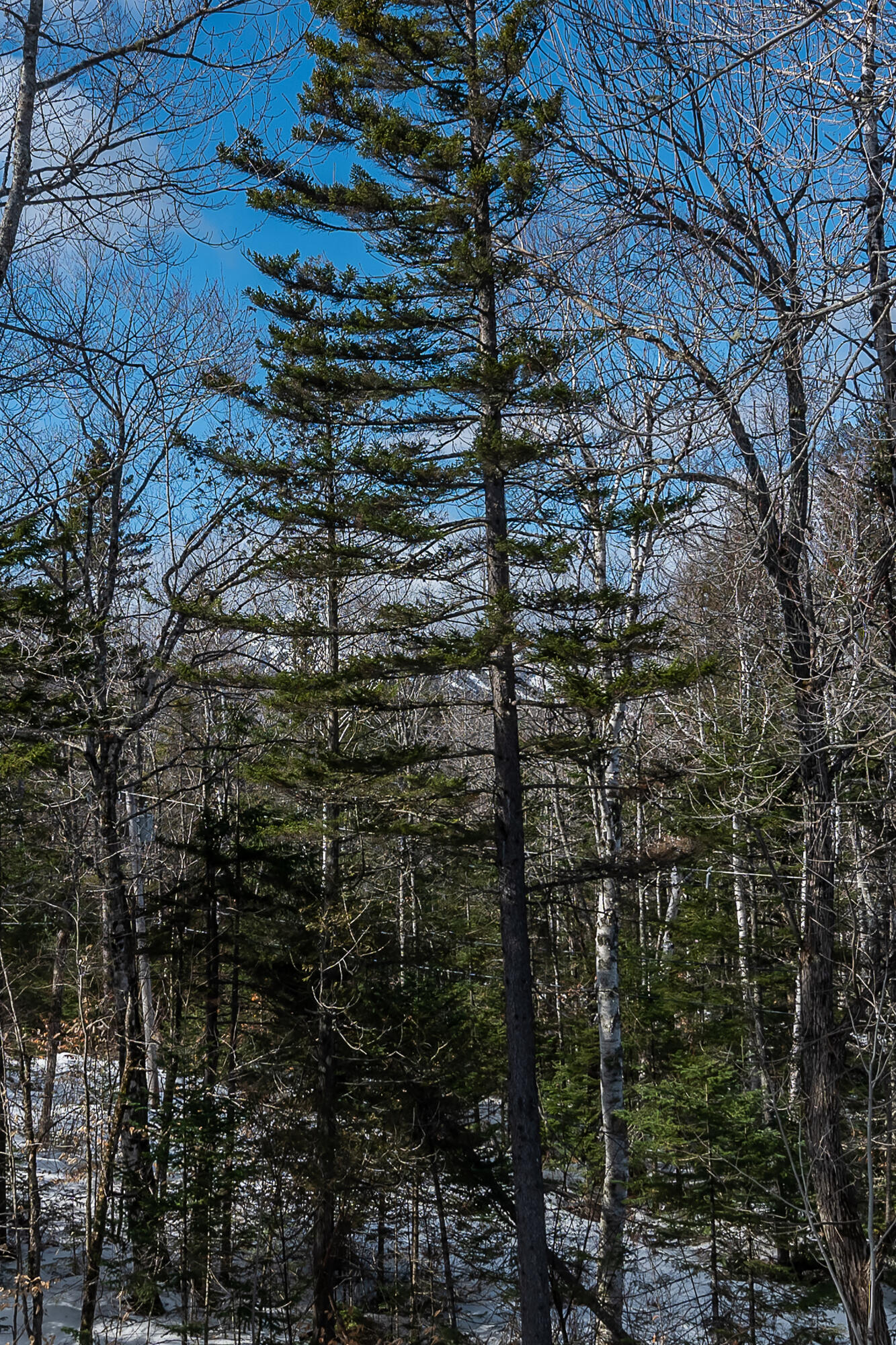 2017 Brook Falls Road Kingfield, ME 04947 - Photo 31 of 31 40