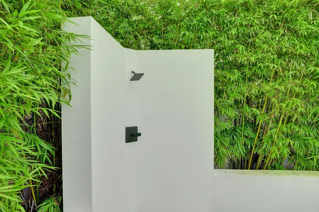 a backyard with a plant