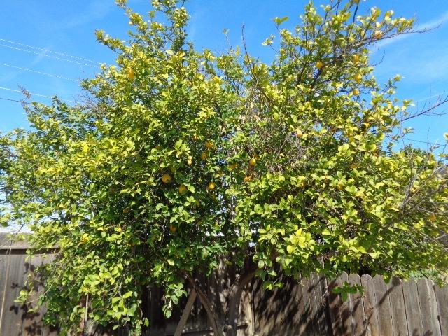 270 Manning Avenue Reedley, CA 93654 - Photo 13 of 14 Mature fruit tree