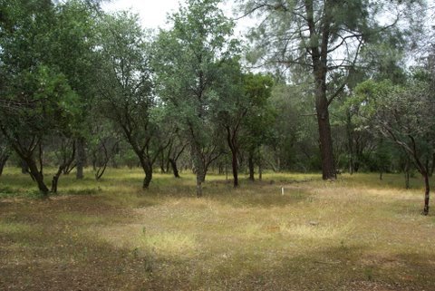 17988 New Riders Way Anderson, CA 96007 - Photo 9 of 19 yard view