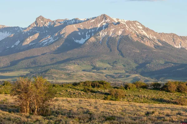 a picture of flowers