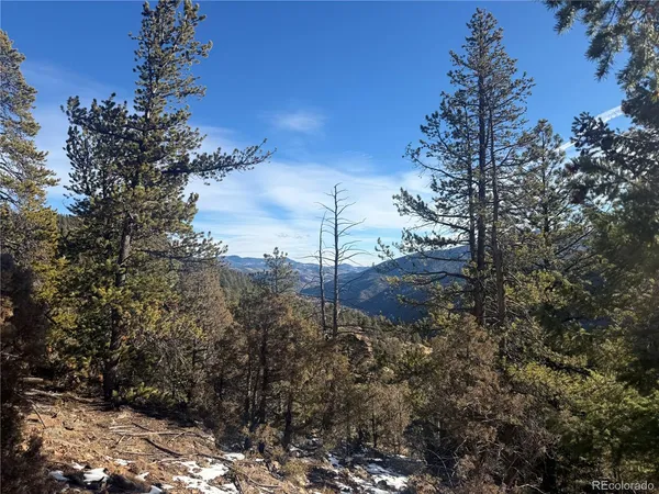 a view of a forest that has a tree