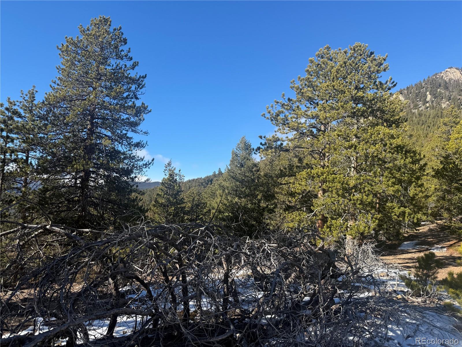 0 Alps Mountain Road Idaho Springs, CO 80452 - Photo 5 of 19 a view of a tree in a yard