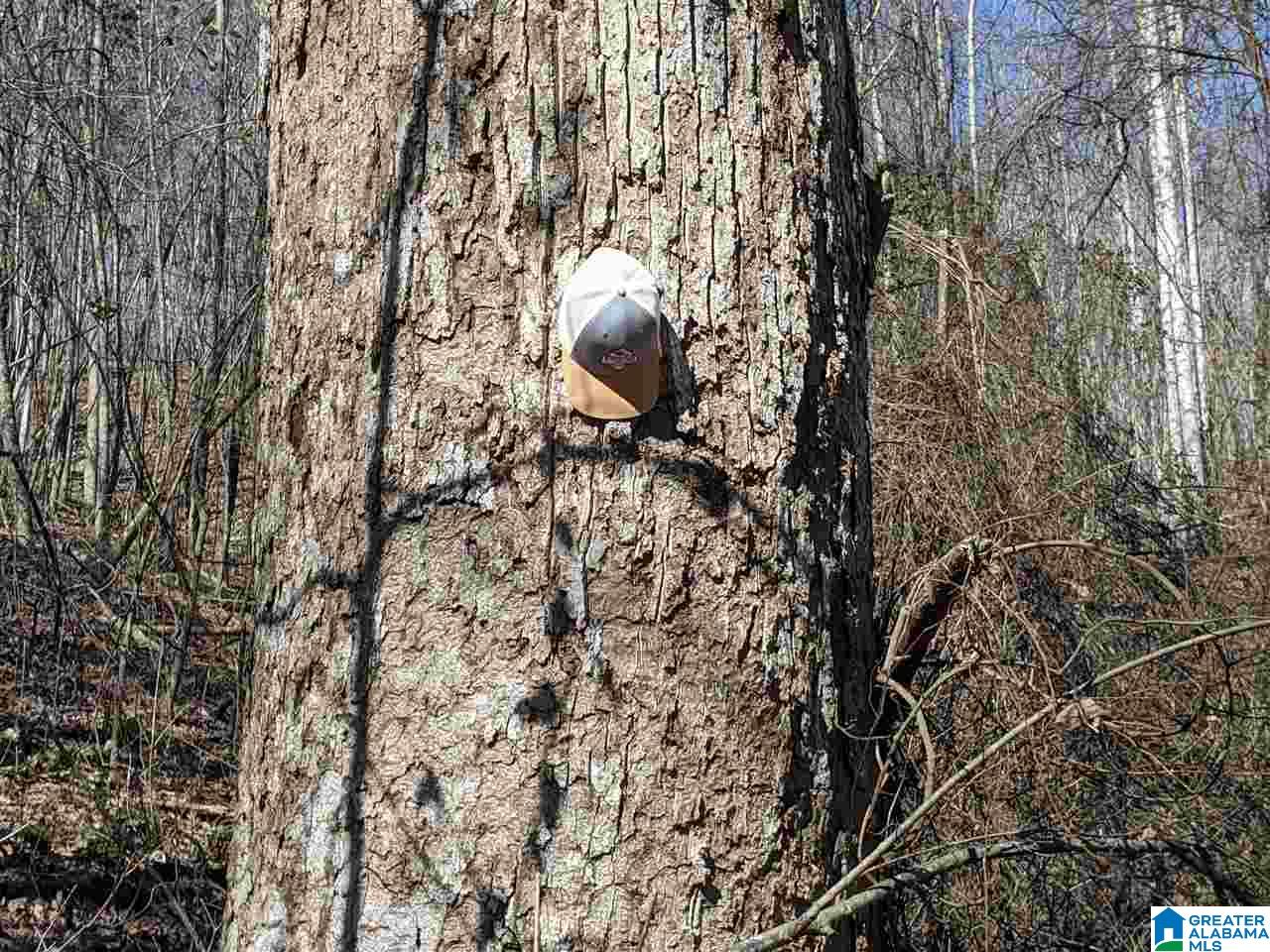 1731 Bolton Road Talladega, AL 35160 - Photo 22 of 46