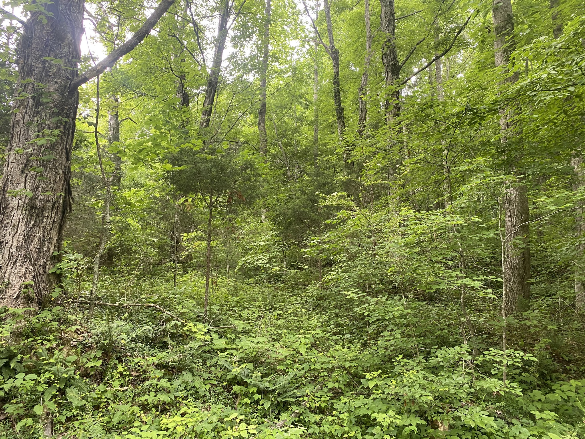 0 Plunders Creek Road Dickson, TN 37055 - Photo 3 of 4