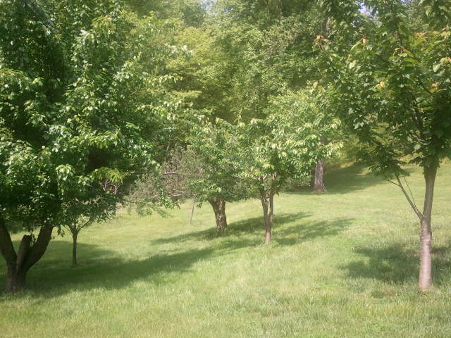 2240 Webb Mountain Road Boones Mill, VA 24065 - Photo 15 of 52 Fruit Trees