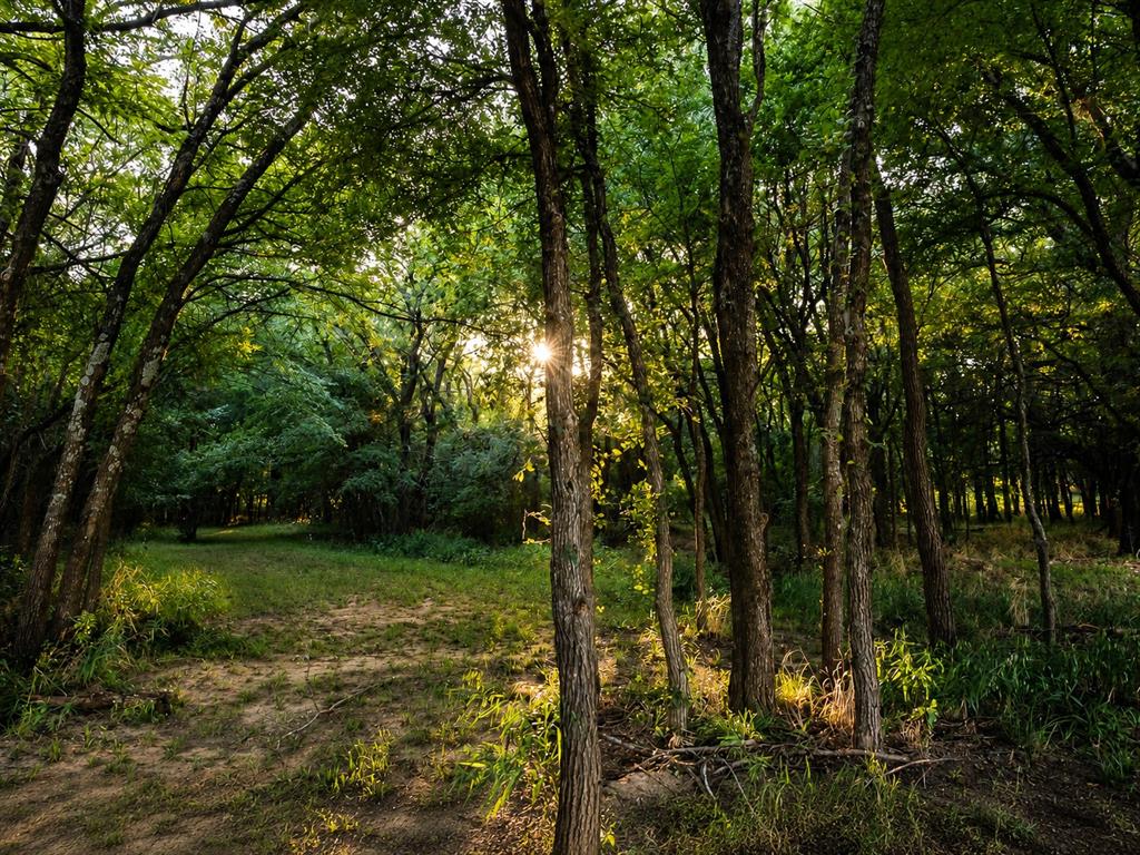 985 Vest Lane Pilot Point, TX 76258 - Photo 33 of 40 Wooded property featuring a natural clearing