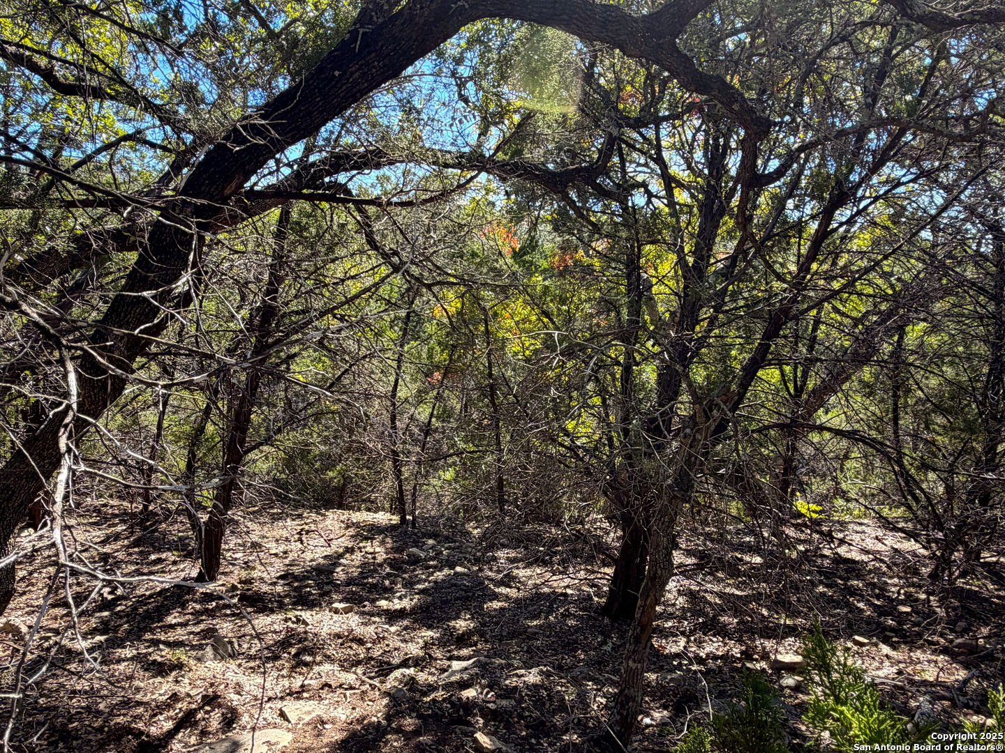 1031 Parton Road Canyon Lake, TX 78133 - Photo 11 of 25 a view of tree