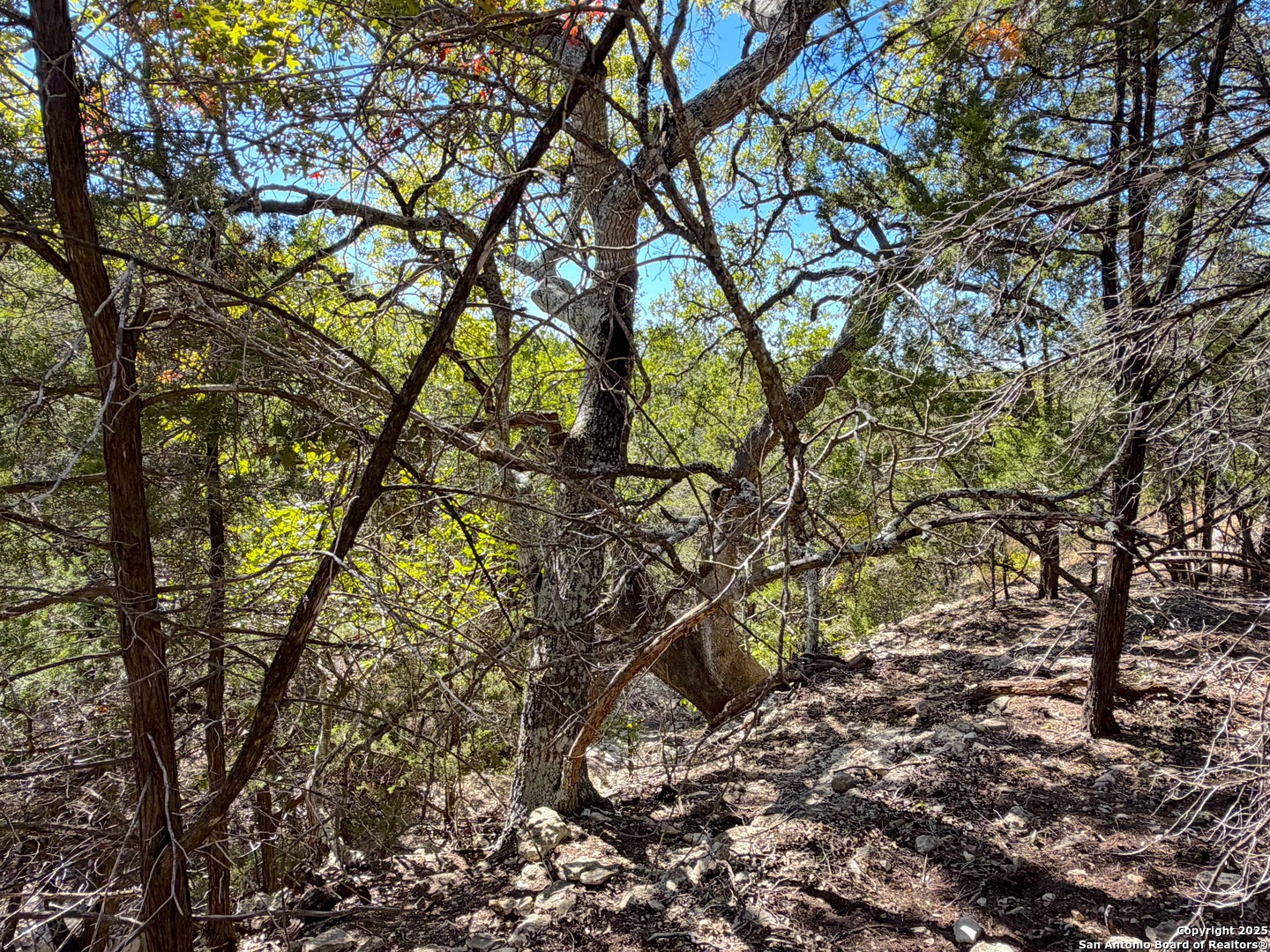 1031 Parton Road Canyon Lake, TX 78133 - Photo 12 of 25 a backyard of a house with lots of trees
