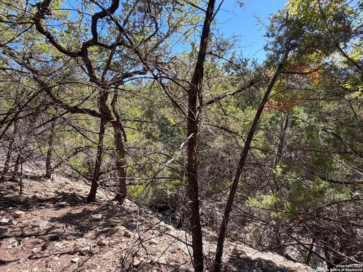 1031 Parton Road Canyon Lake, TX 78133 - Photo 13 of 25 a view of tree