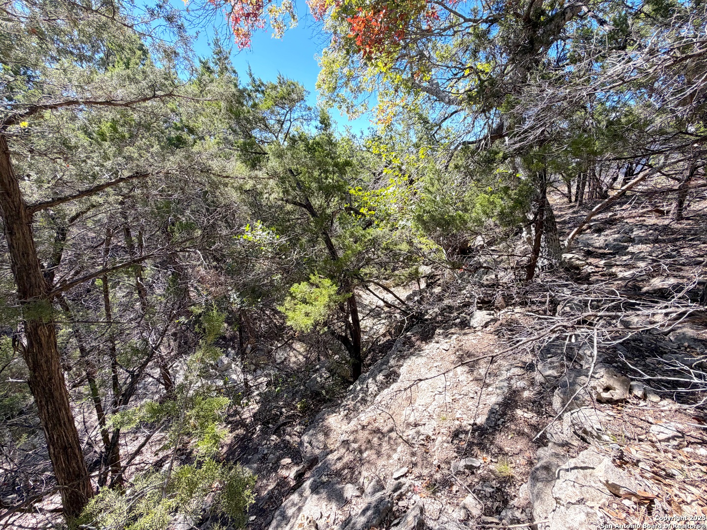 1031 Parton Road Canyon Lake, TX 78133 - Photo 15 of 25 a view of a yard with a tree