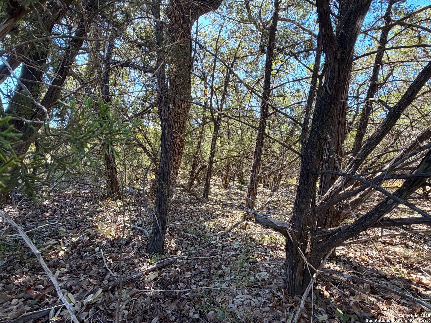 1031 Parton Road Canyon Lake, TX 78133 - Photo 17 of 25 a backyard of a house with lots of trees