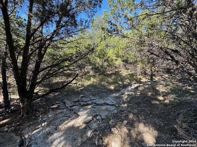 1031 Parton Road Canyon Lake, TX 78133 - Photo 24 of 25 a view of a tree in a yard