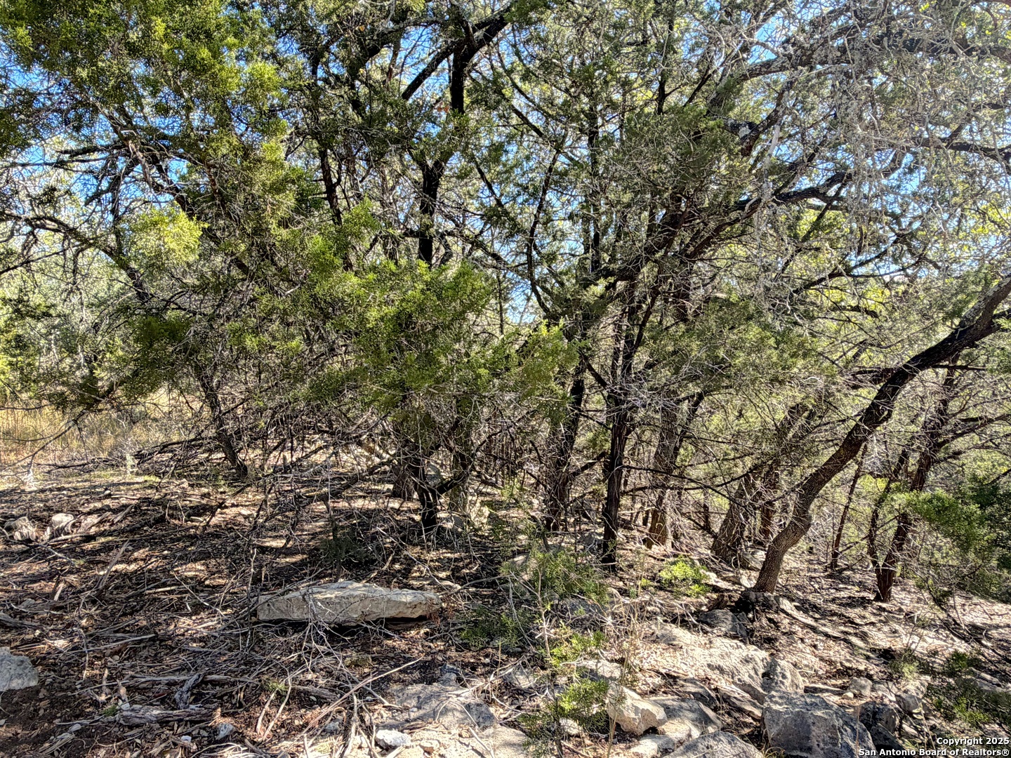 1031 Parton Road Canyon Lake, TX 78133 - Photo 9 of 25 a view of tree