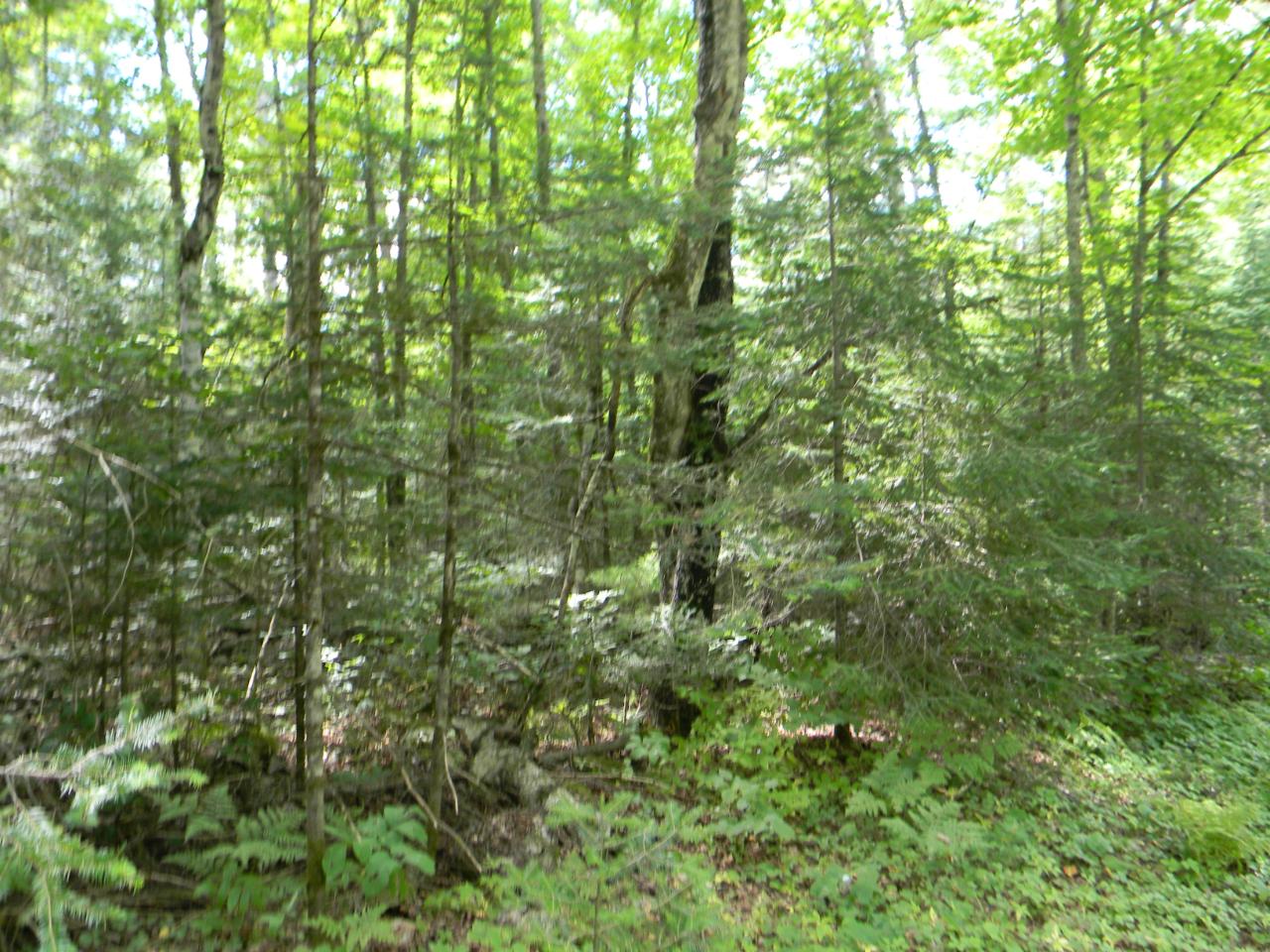 Lot 23 Deer Trail Road Manitowish Waters, WI 54545 - Photo 4 of 13 Gallery Image 4