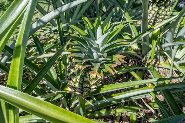 $420,000 | 775 Princeton Drive, Clermont, FL 34711