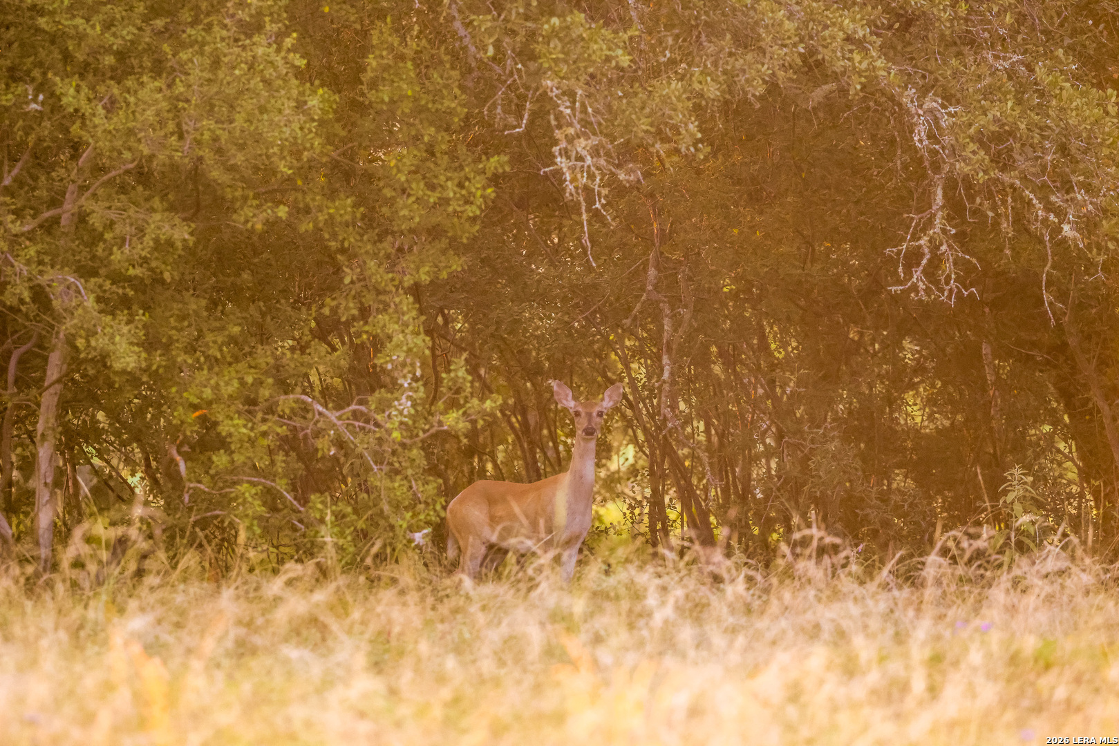 292-acres Robinson Road Johnson City, TX 78636 - Photo 13 of 27 Gallery Image 13