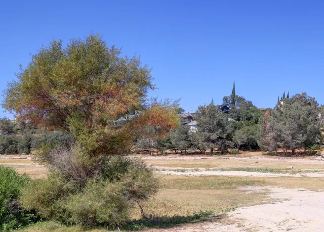 a view of a dry yard with trees