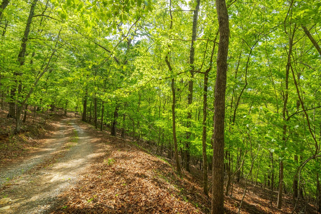 2.90-acre Galloway Road Blue Ridge, GA 30513 - Photo 9 of 15 Gallery Image 9