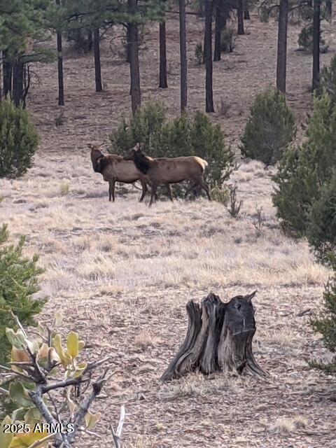 2901 Ridge Road Heber, AZ 85928 - Photo 29 of 53 2290201586275769826