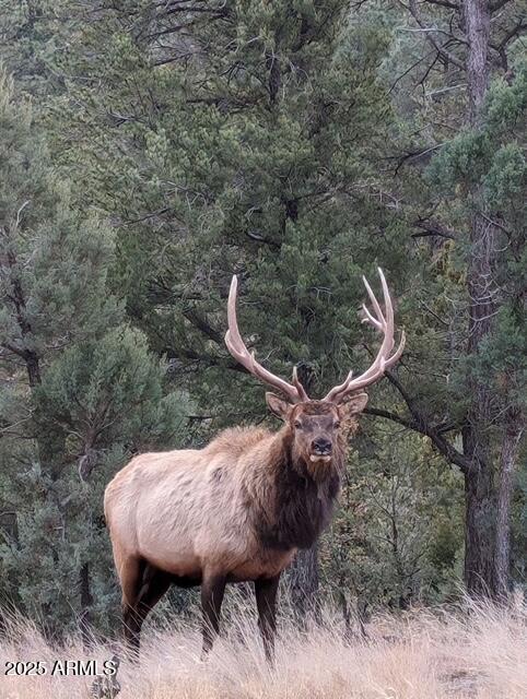 2901 Ridge Road Heber, AZ 85928 - Photo 31 of 53 315455891512658393