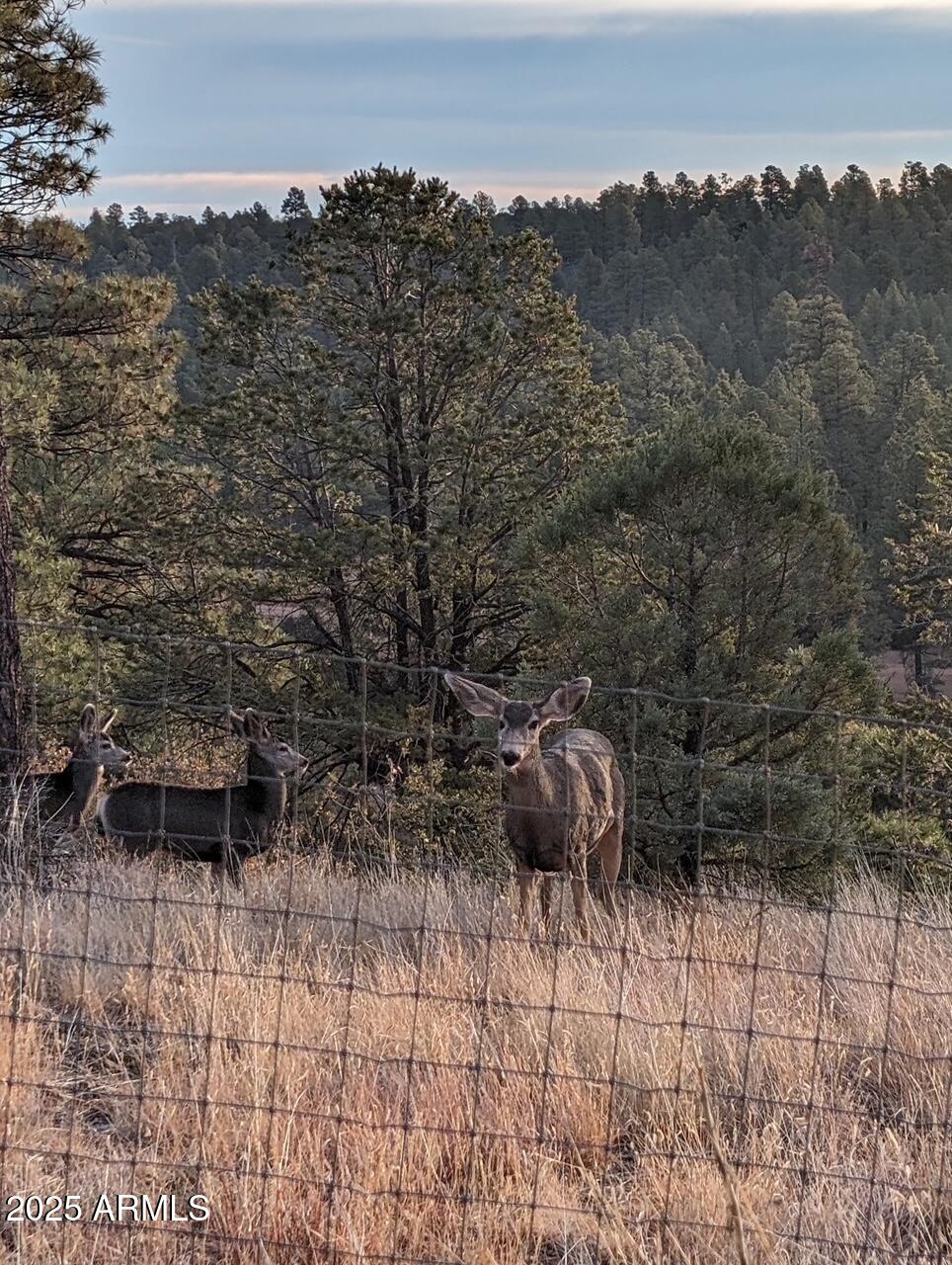 2901 Ridge Road Heber, AZ 85928 - Photo 37 of 53 8869295215864250130