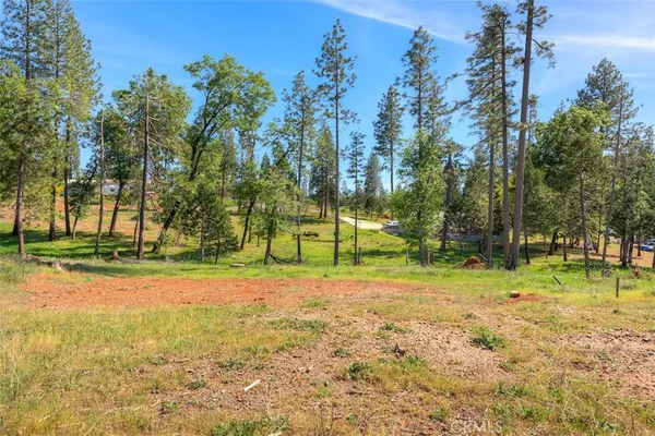 a view of a park with large trees