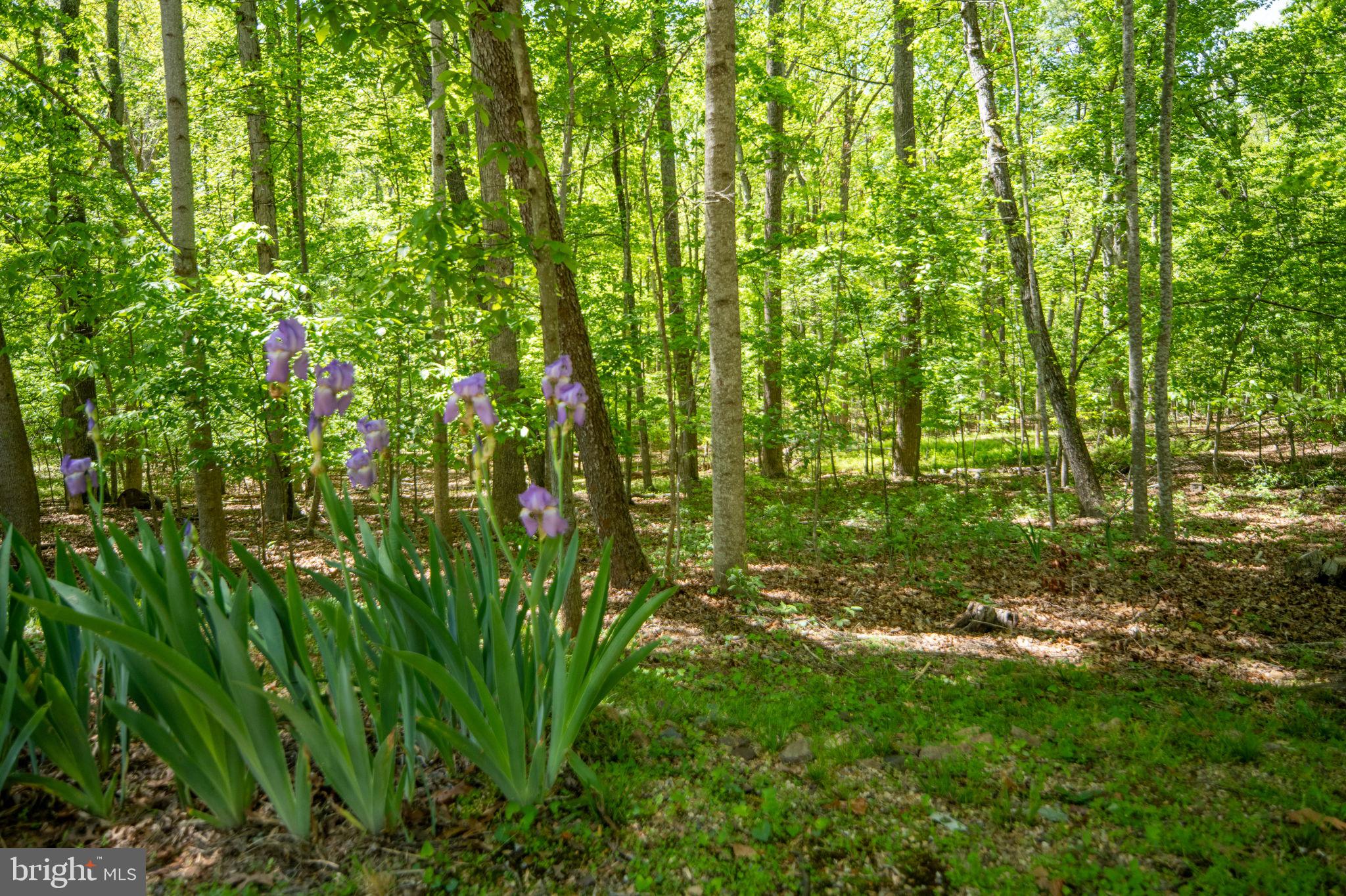 11154 Alum Springs Road Culpeper, VA 22701 - Photo 72 of 77