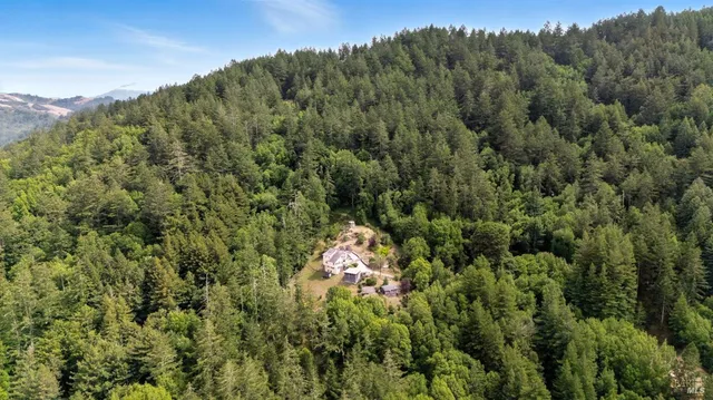 a view of a yard with plants and a tree