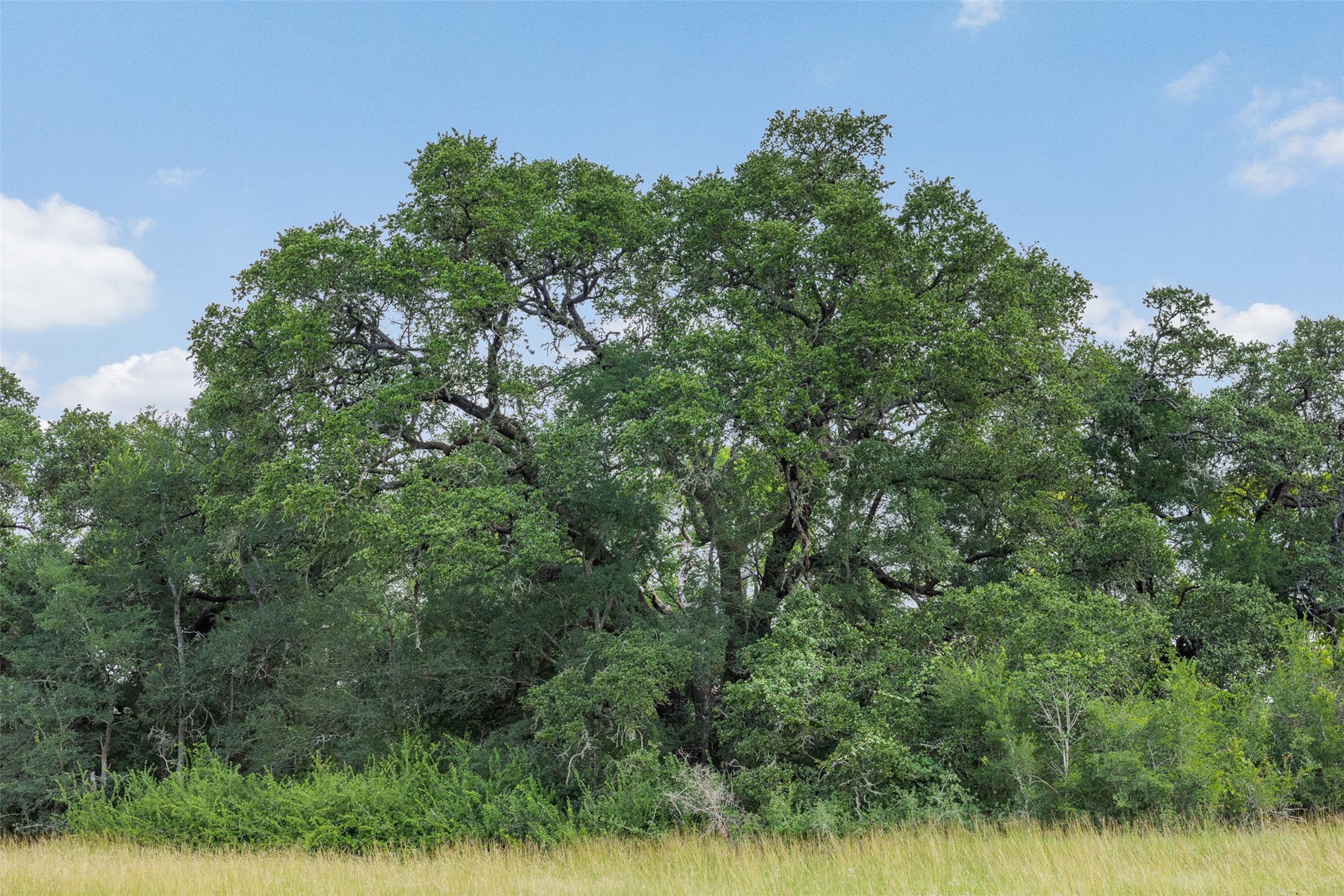 0 Schuster Road Round Top, TX 78954 - Photo 4 of 26